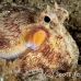 octopus_coconut_fb_bb_si_h_0728_kom1446.jpg
